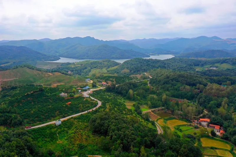 宜城刘猴镇累累柑桔满枝头香飘满园采摘忙