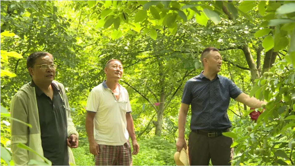 筚路蓝缕以启山林一任接着一任干保康用15年时间培植出一个富民产业