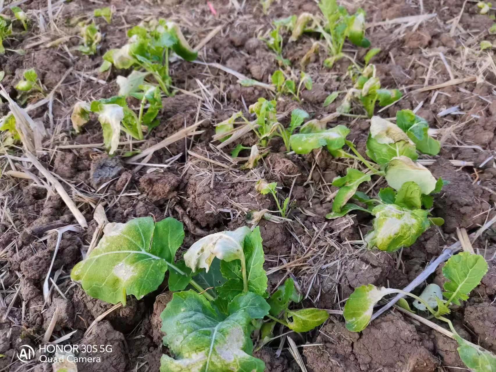 我市油菜田有冷害冻害轻微发生提醒农民朋友及时补救