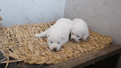 白狼妈妈母性极强,警惕性极高,对生人非常戒备一刻不离的守护在幼崽