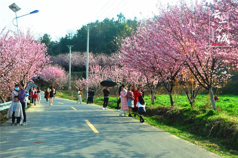 谷城樱花谷风景区图片