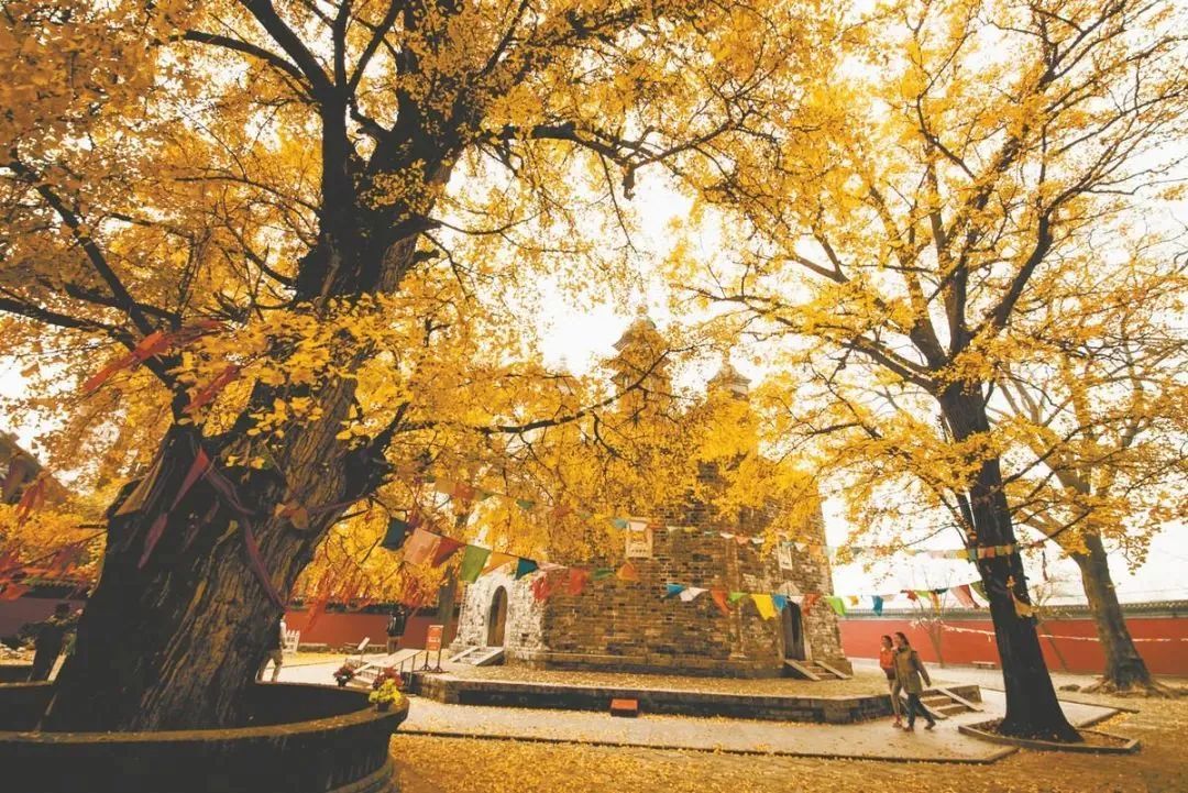 植树节话古树老襄阳人都未必知道的襄阳古树之最