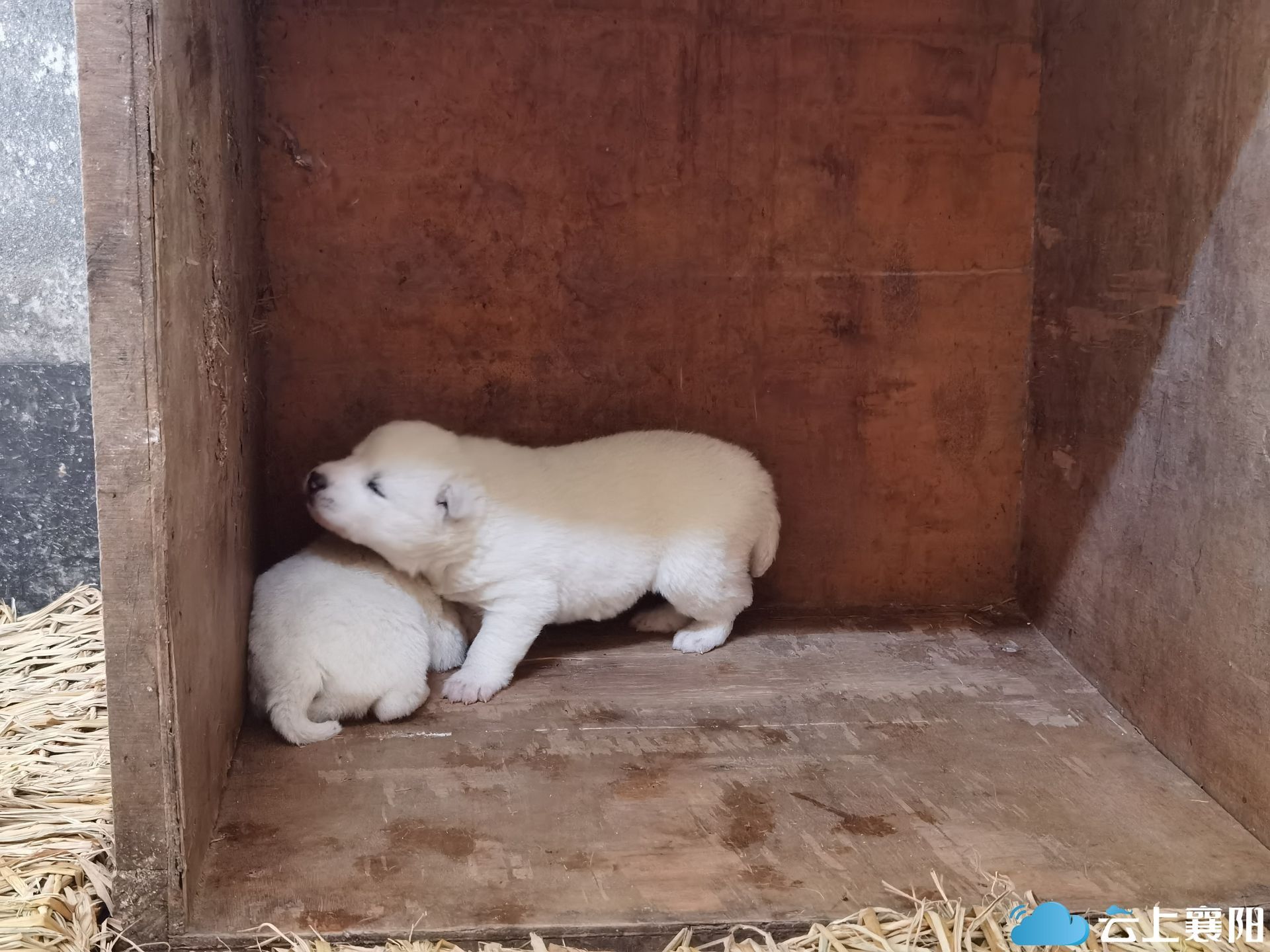 2018年襄阳动物园首次新引进一对白狼,当时不到1岁.