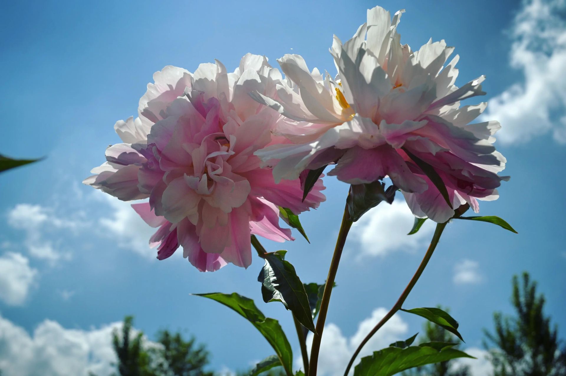 6,月季在寺坪镇简家坪村七组河边(往大畈村方向),有一块面积20多亩