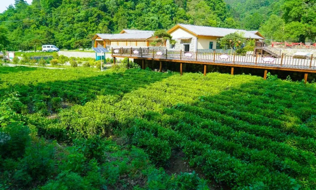 襄十隨神春來茶山千行綠雲賞茶旅融合景區