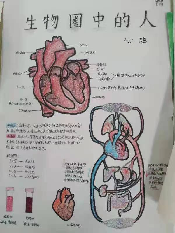 厉害学生手绘心脏血液循环图