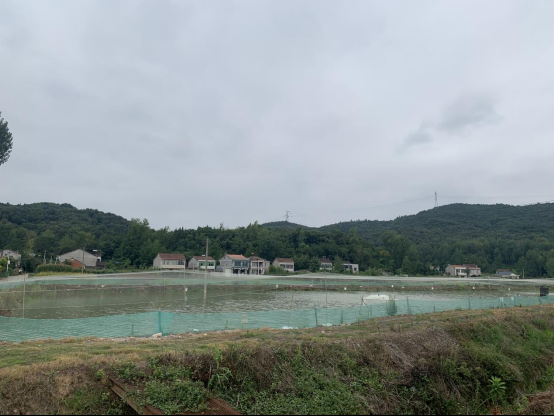 谷城县庙滩镇水产养殖业以鲟鱼,泥鳅以及四大家鱼,小龙虾为主,总养殖