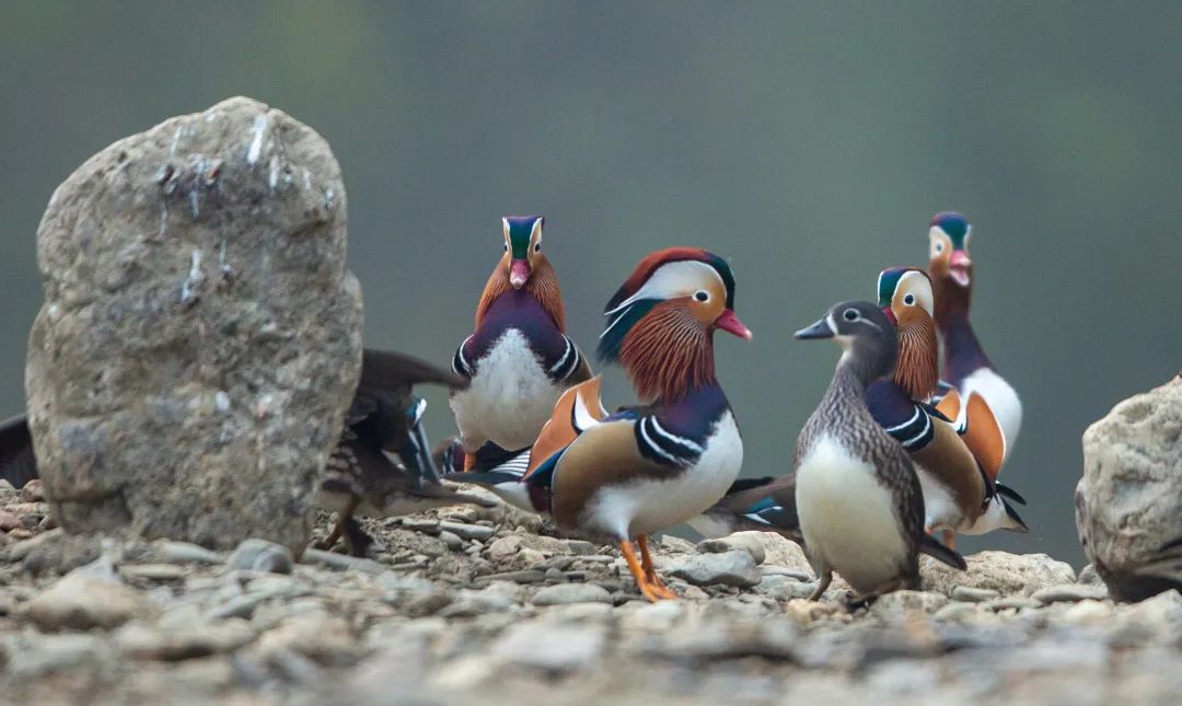 wild mandarin ducks romping in pairs, egrets flying along the