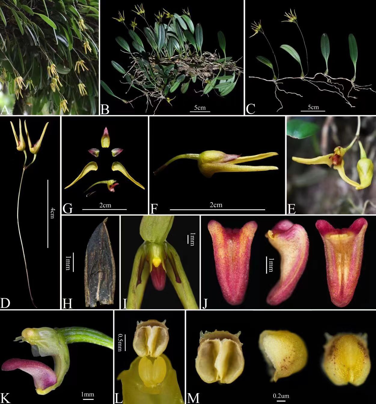 四川卧龙发现植物新种命名为卧龙卷瓣兰