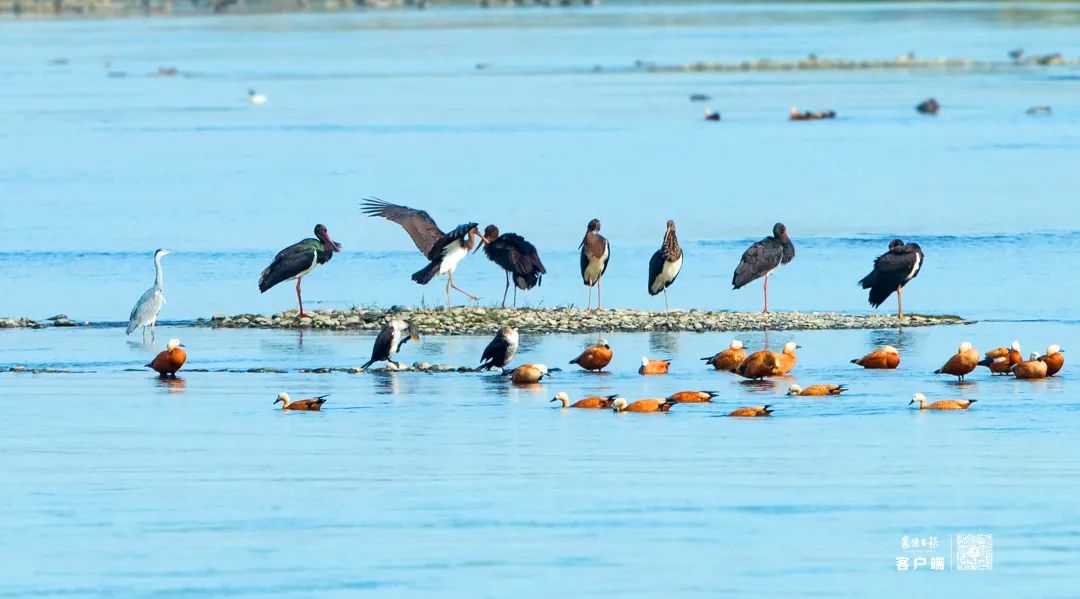 襄陽5地入選全國首批陸生野生動物主要棲息地名錄