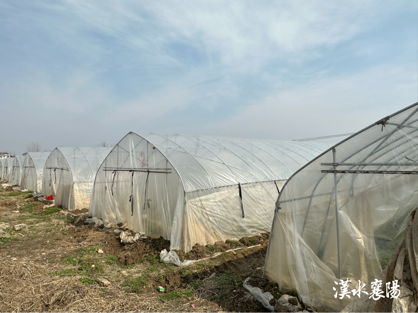 种一亩地菜大概收入多少(一亩地种蔬菜能有多少效益)