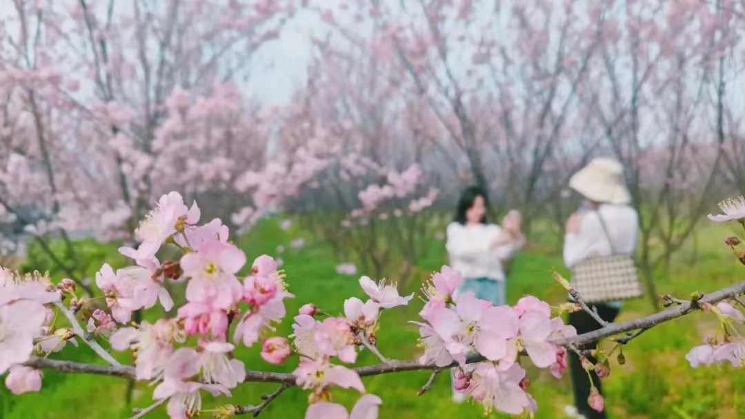 襄阳赏花好去处图片