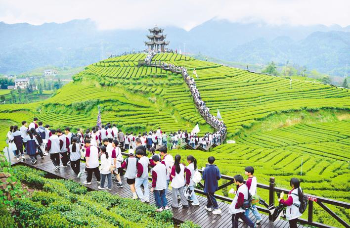 4月3日,宣恩县一中的师生们在万寨乡伍家台村的茶园里徒步,感受家乡