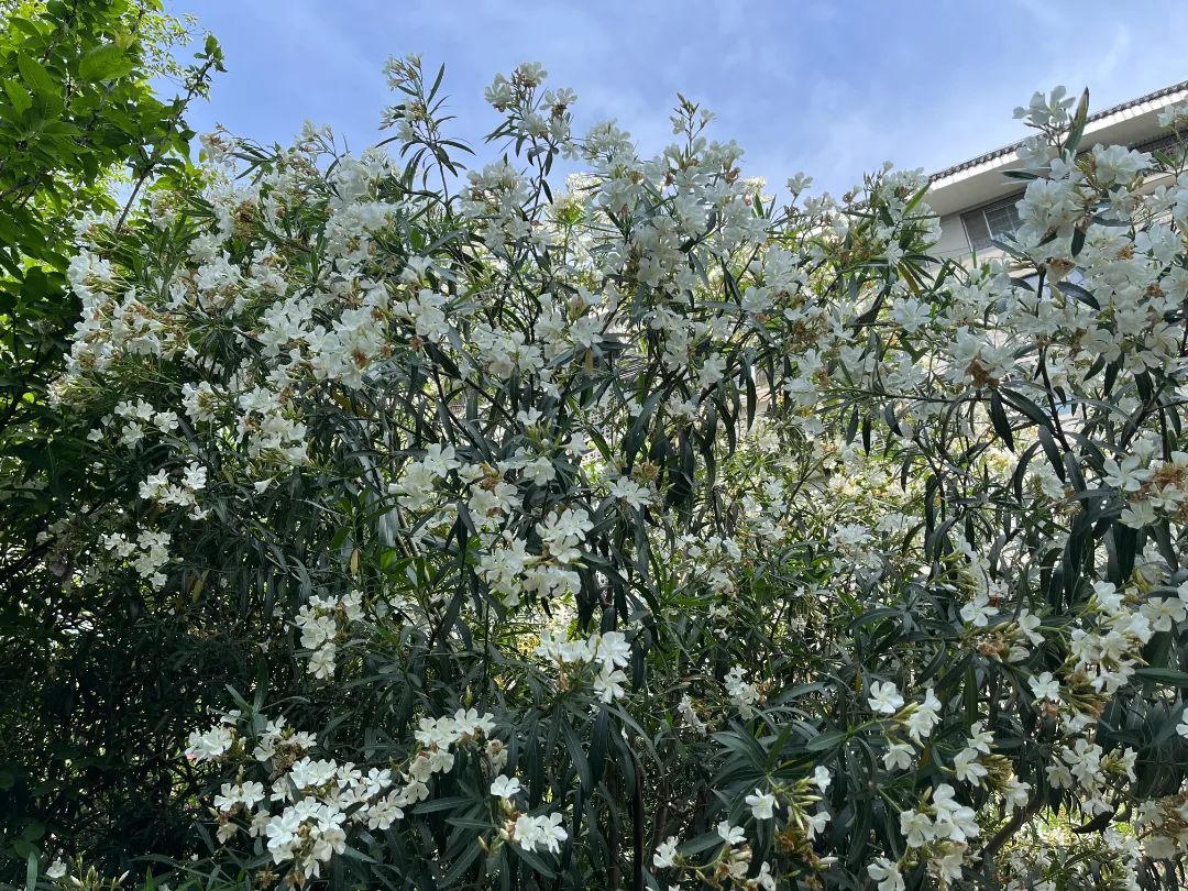 5月16日,记者来到襄城区西街某街头游园,园中数株或白或红的夹竹桃正
