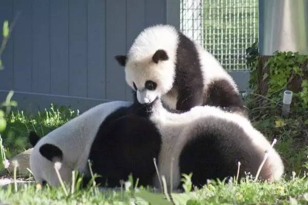  中国大熊猫保护研究中心：熊猫“美香”一家遭藏匿虐待系谣言