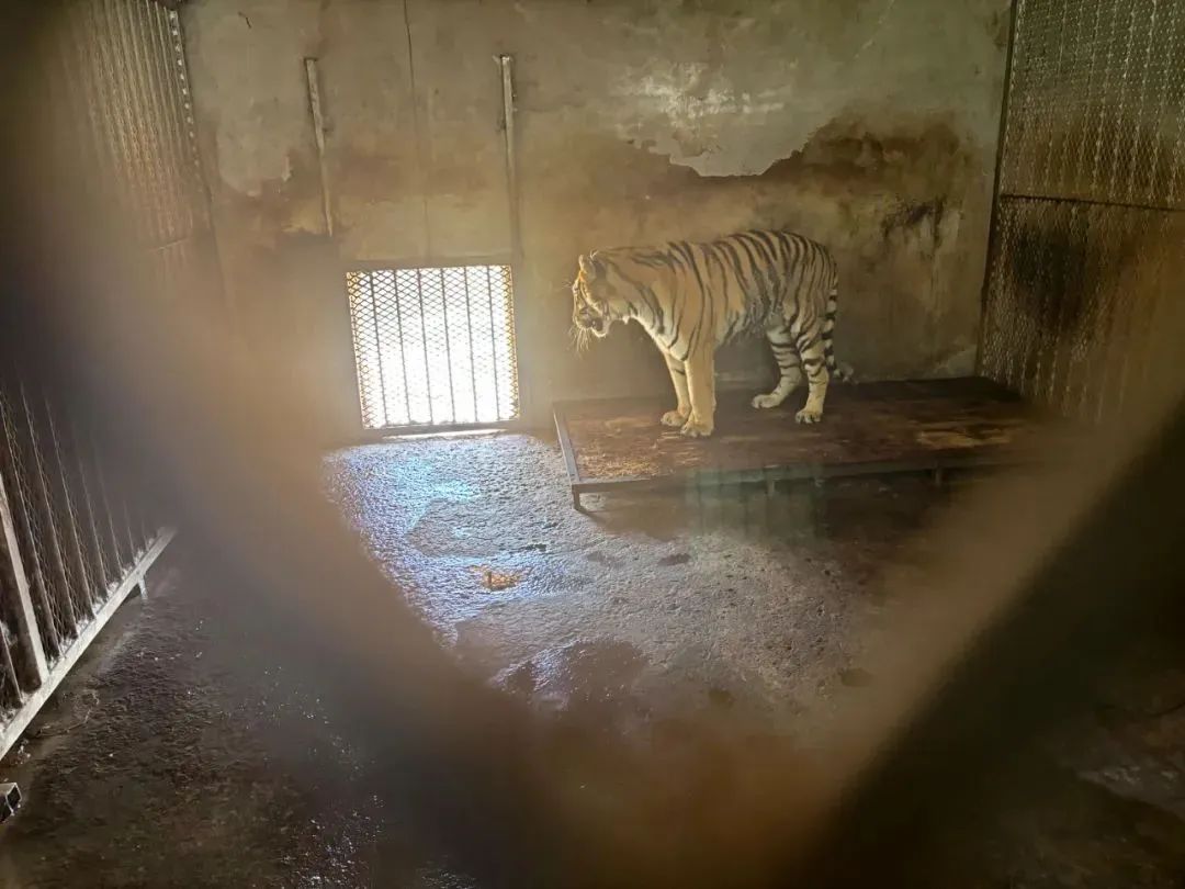  野生动物园20只东北虎死亡？官方通报：全面调查