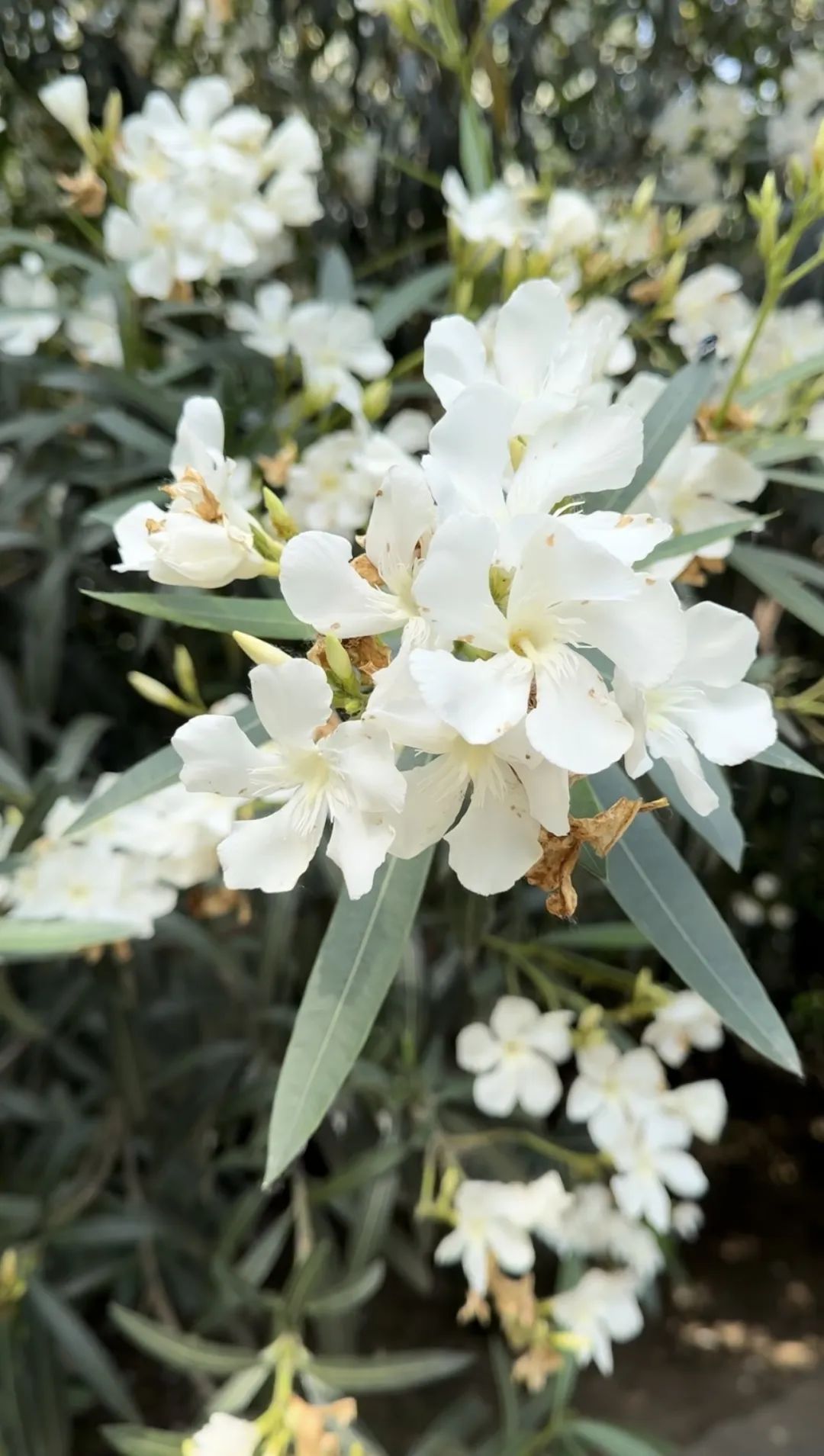 尹雪囡表示,夹竹桃除了有花朵鲜艳,树叶常青的看点,花期还达半年之久