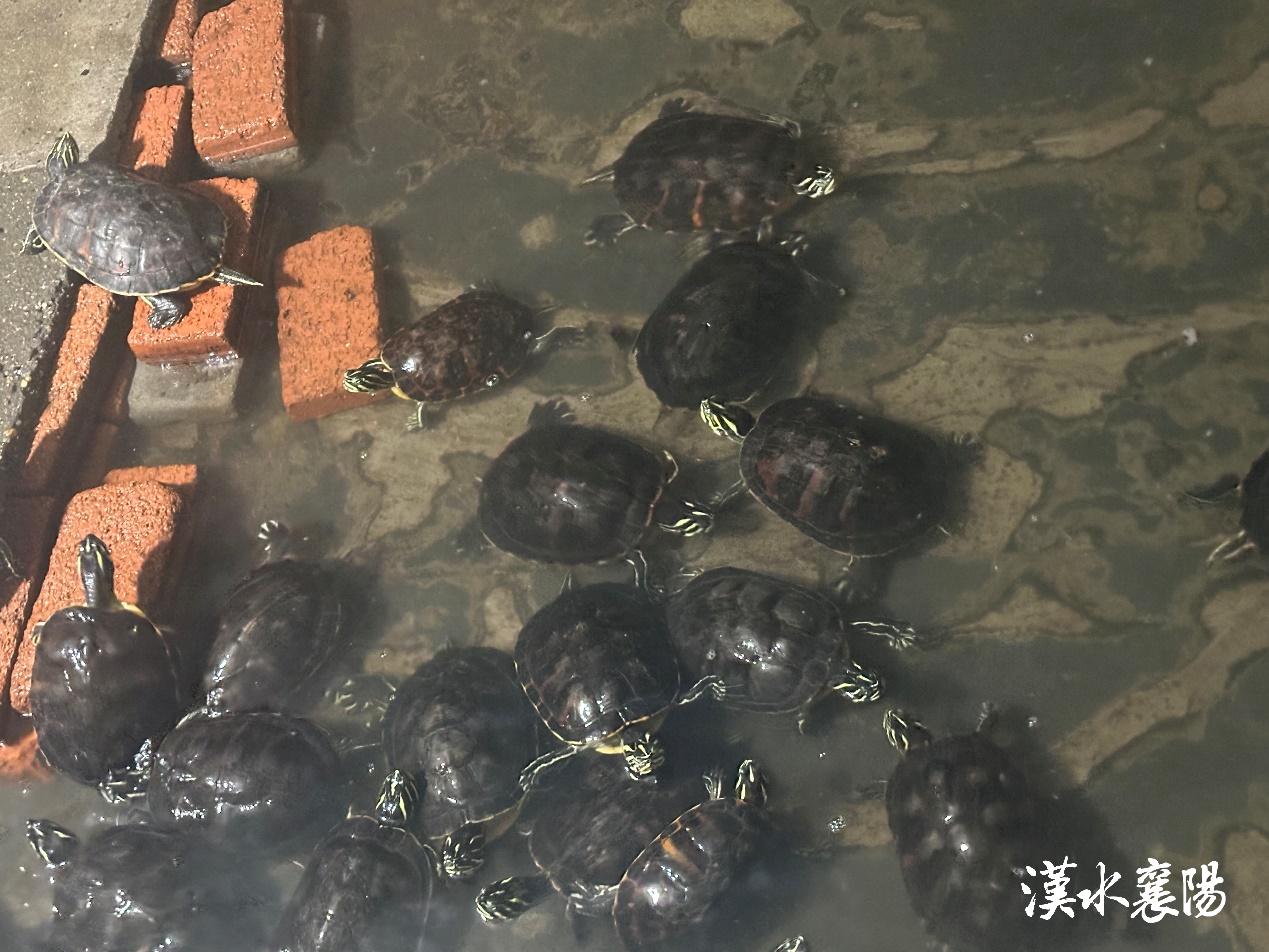 宜城小伙"龟"划养殖路 _长江云 湖北网络广播电视台官方网站