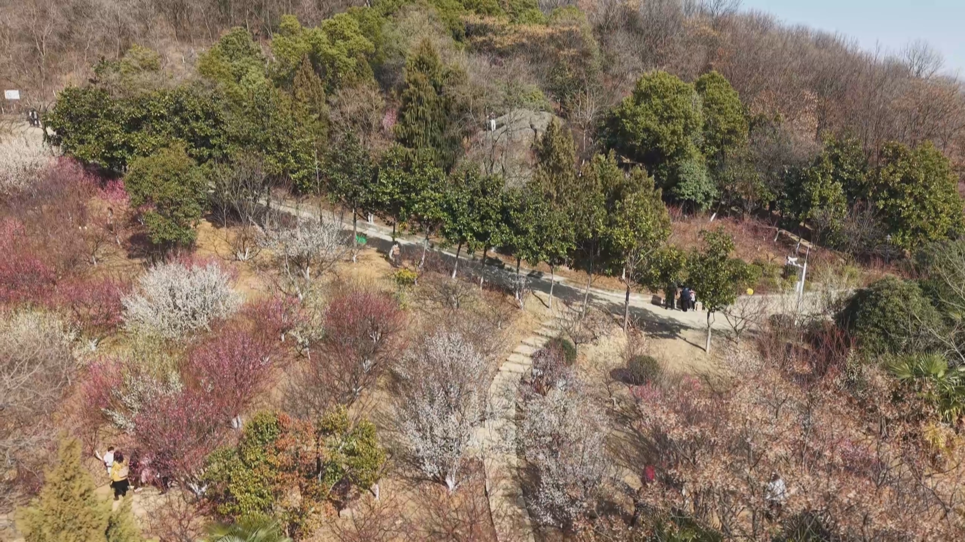 万山梅园梅花盛放 文明之花与梅共绽