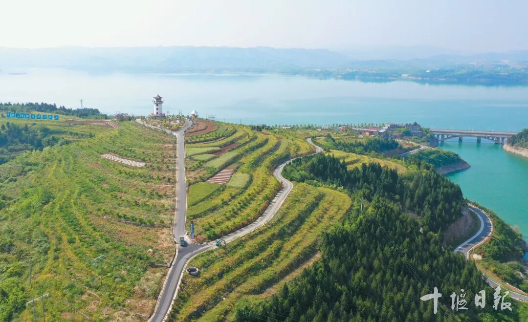 东方橄榄园    特约记者周家山摄.jpg
