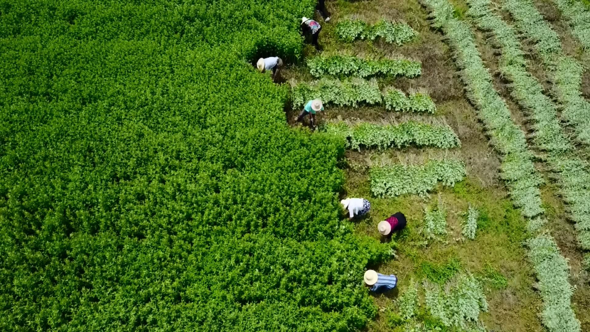 中国艾都:蕲艾将再次吸引世界目光_云上蕲春