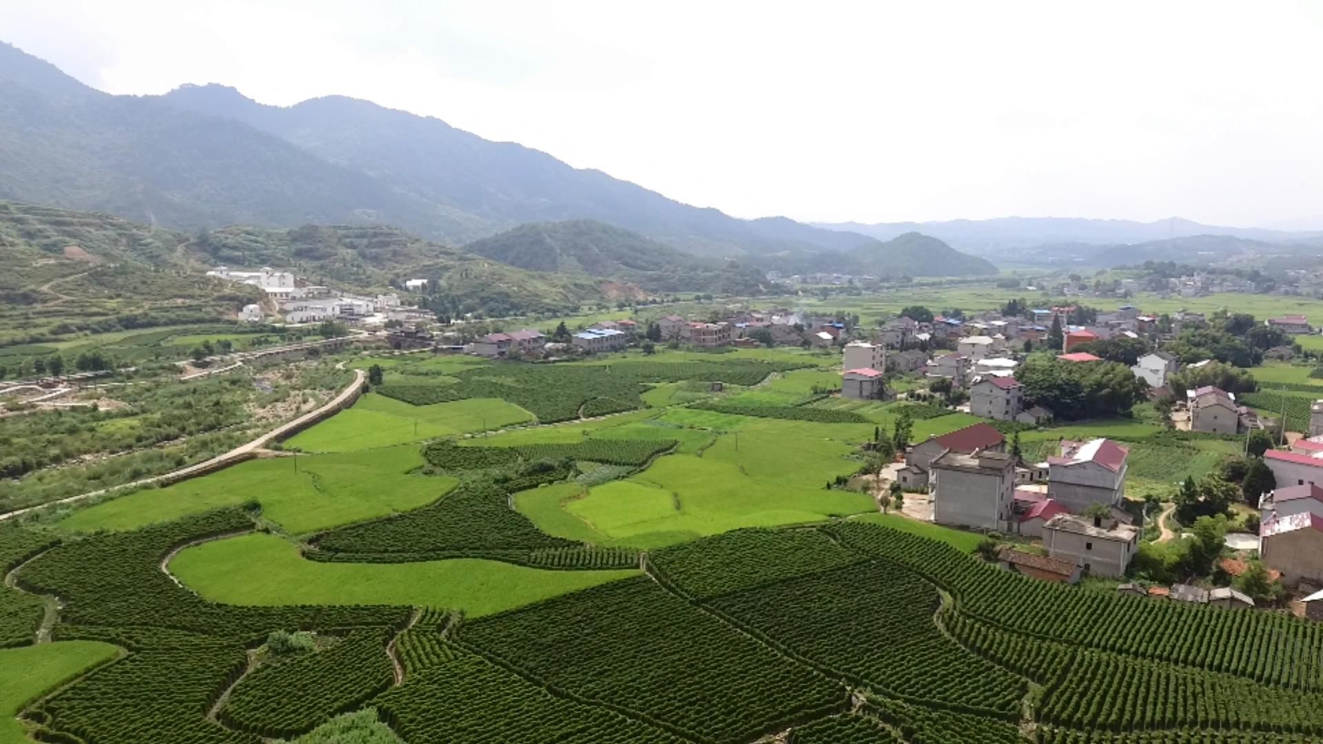 青石镇:产业发展惠民生 绿色生态美乡村