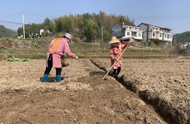 檀林镇界岭村种植蕲艾
