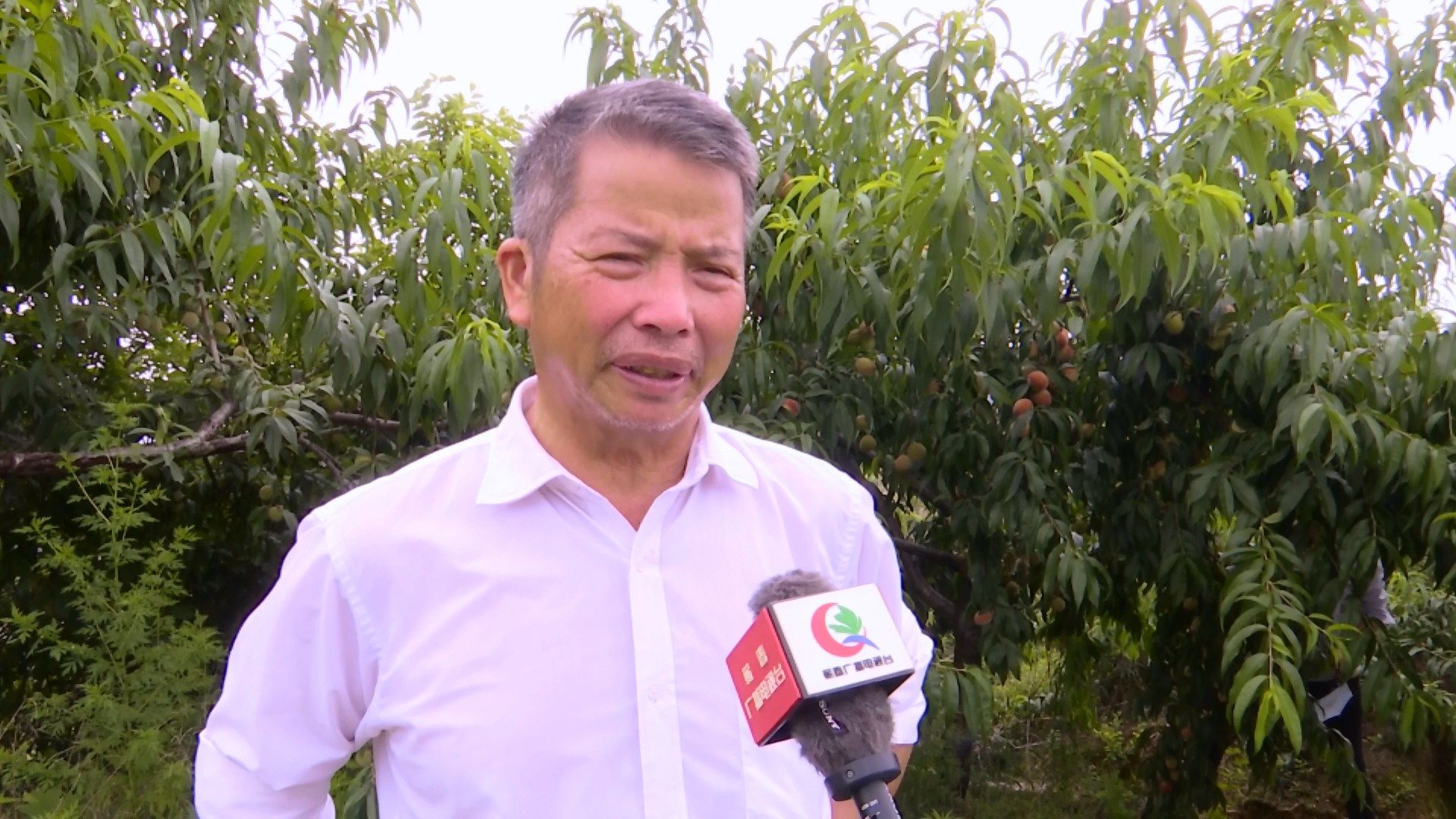 视频丨桃子产业带动漕河镇贫困群众增收