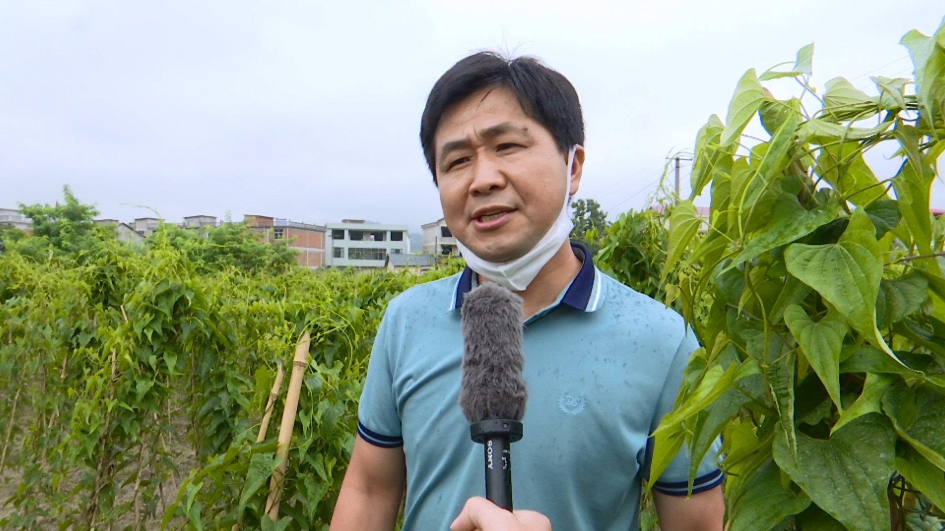 县农业农村局高级农艺师  邹春华:希望通过这个培训,让大家科学种山药