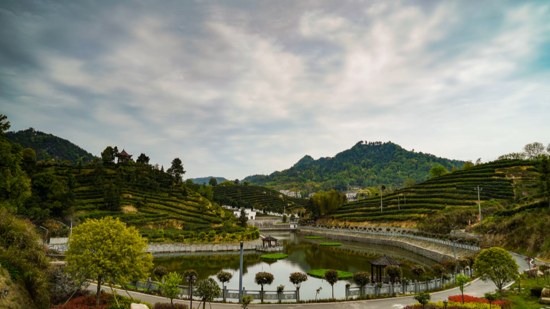 发现蕲春之美大同李山春染茶山