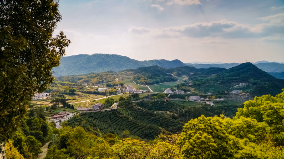 發現蘄春之美大同李山春染茶山