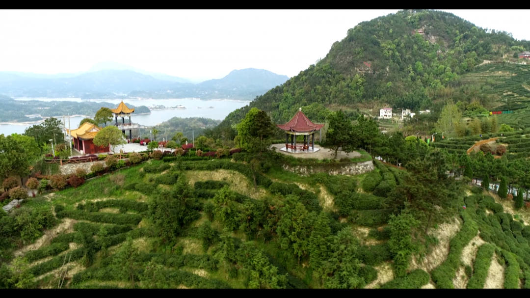 发现蕲春之美大同李山春染茶山