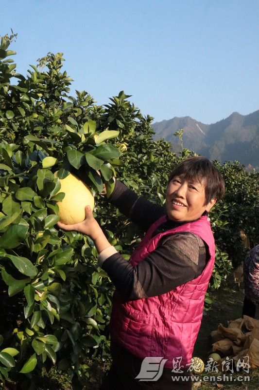 柚农采摘“黄金果”。（资料图）