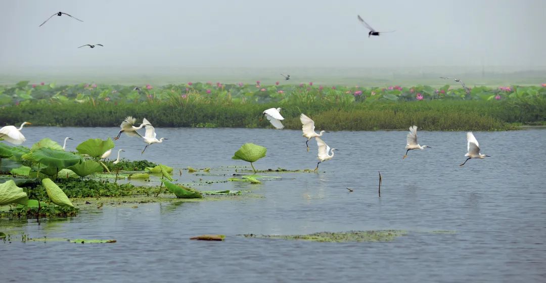 湖北龙感湖国家级自然保护区宣传语征集启事_云上黄梅