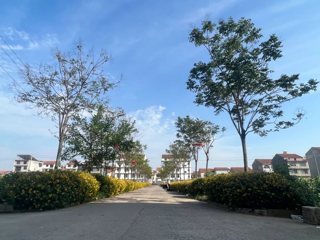 分片整治 多村协作 孔垄镇街道人居环境整治措施实效果好_云上黄梅