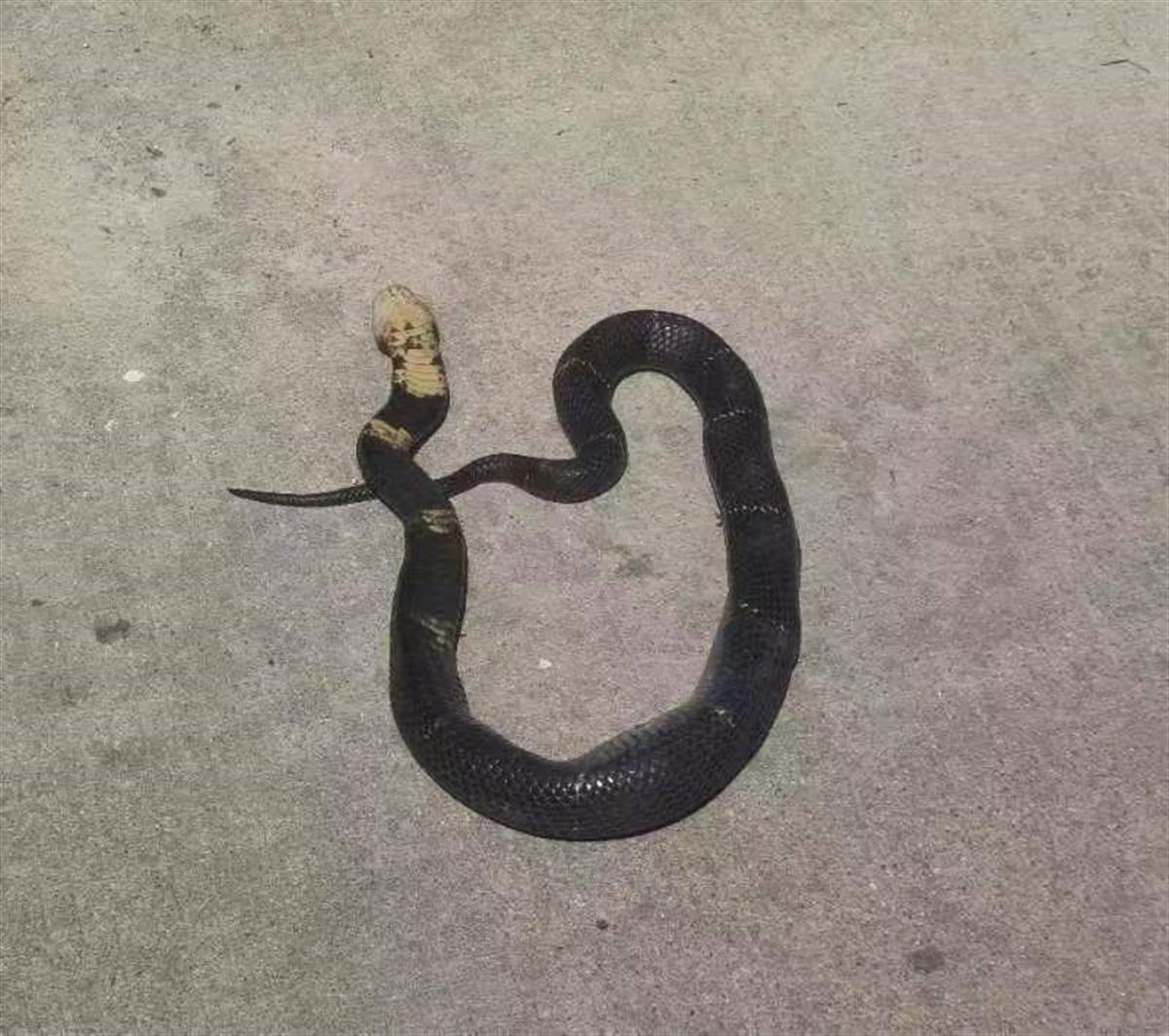 湖北黄梅首次发现"眼镜王蛇"_云上黄梅