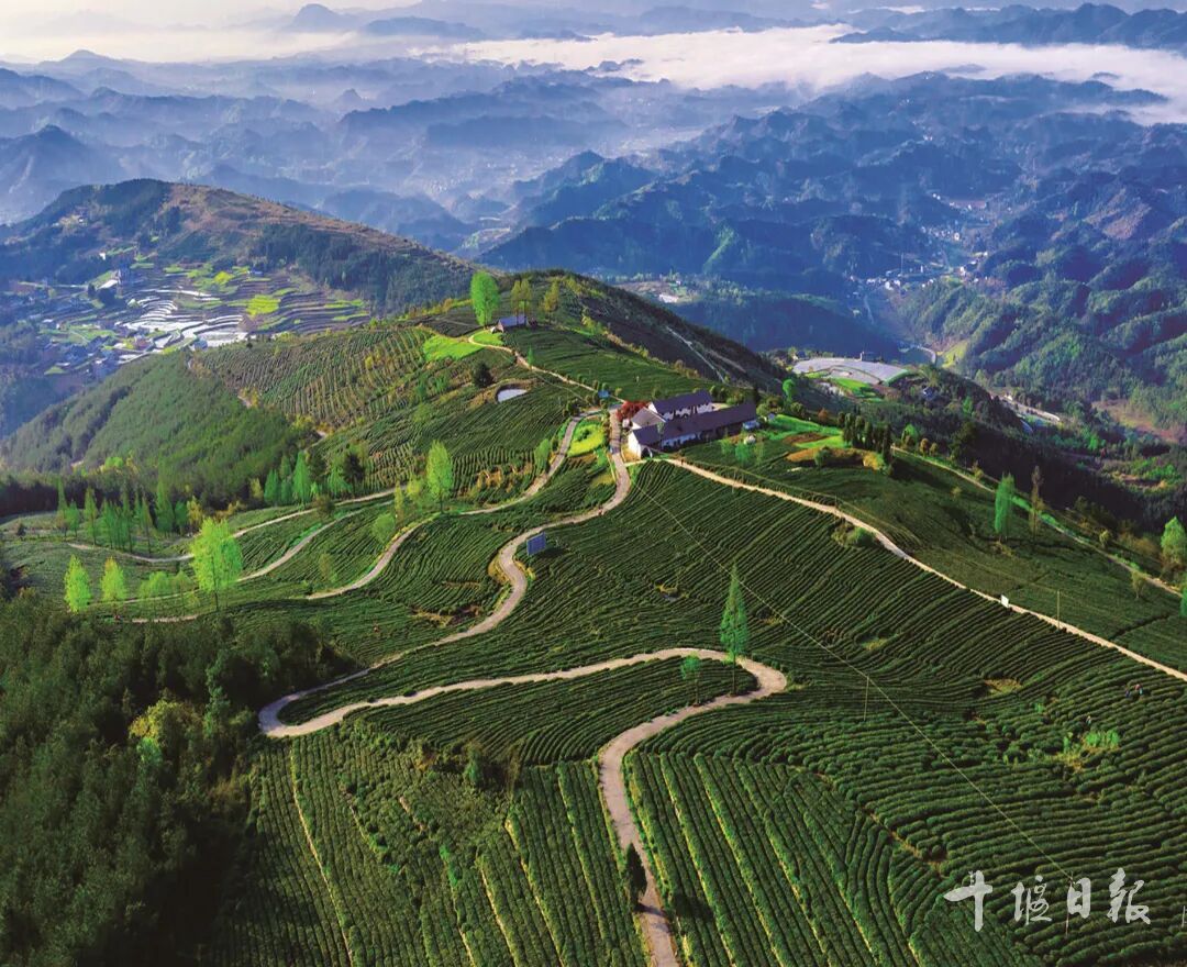 5竹山县圣水茶叶基地(竹山县融媒体中心提供).jpg