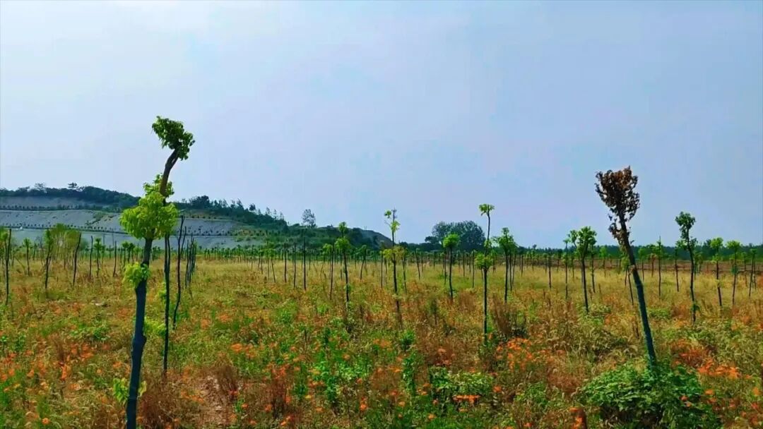 640?wx_fmt=jpeg&from=appmsg