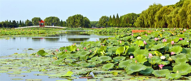 夏日荷花盛放。洪湖市委宣传部供图 夏日荷花盛放。洪湖市委宣传部供图