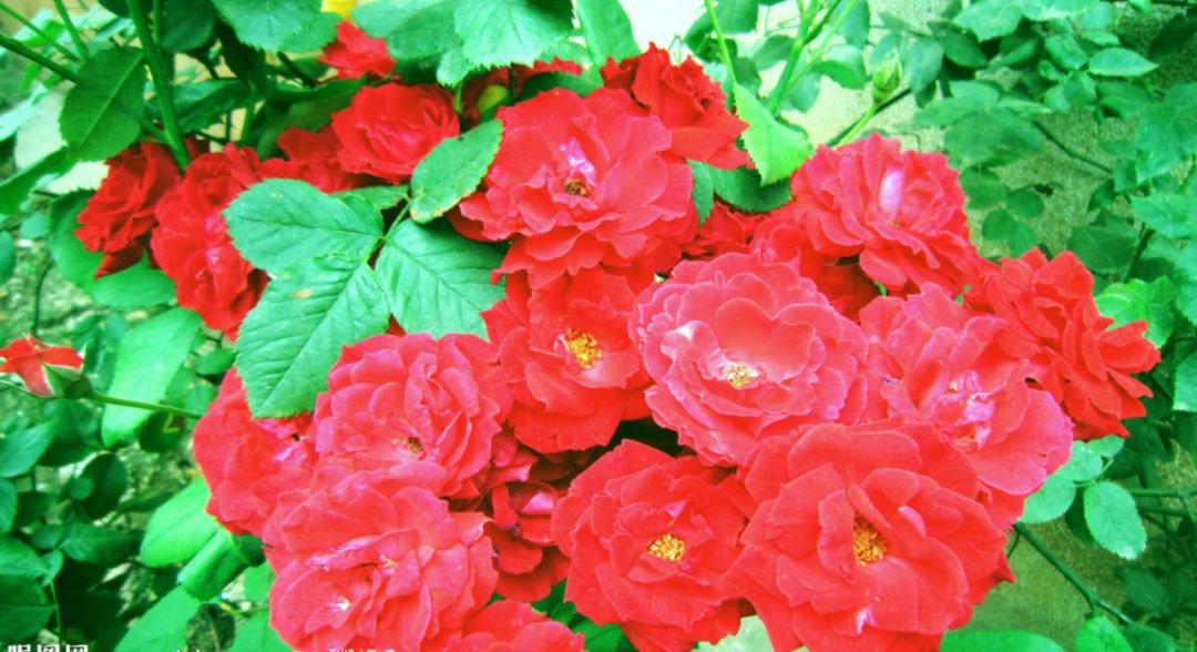 孝昌姑娘花为霓裳美到惊艳邀您一起邂逅醉美春天