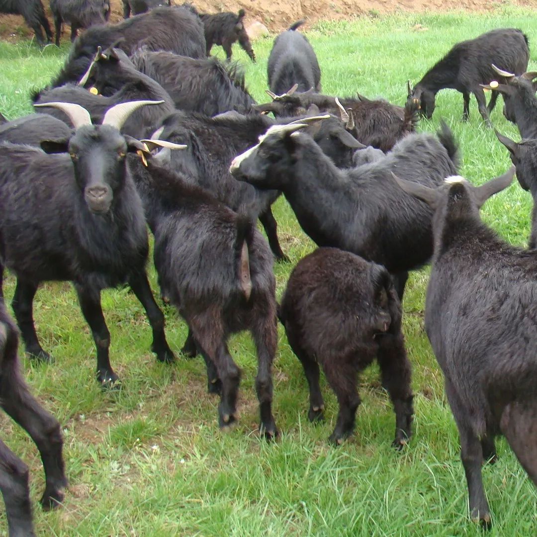 45岁的陈德初在外务工20余年,两年前他在媒体上看到通过养黑山羊增收