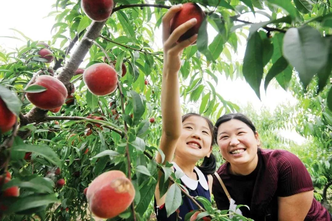 摘桃子啦孝昌这里的水蜜桃成熟啦就等你来摘了
