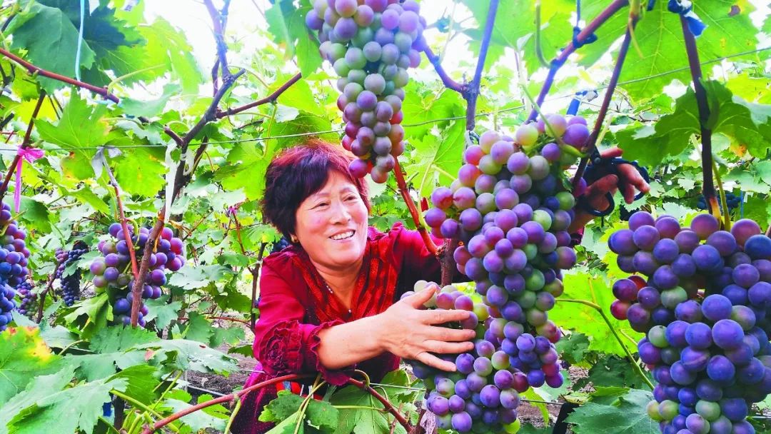 孝昌这个村民不一般,把葡萄变成致富"金串串"!