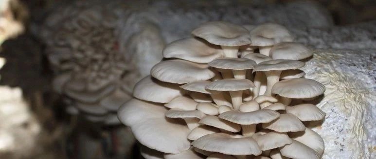 小伞,一团团一簇簇的鲜嫩的蘑菇纷纷探出了脑袋……这些菌菇长势良好