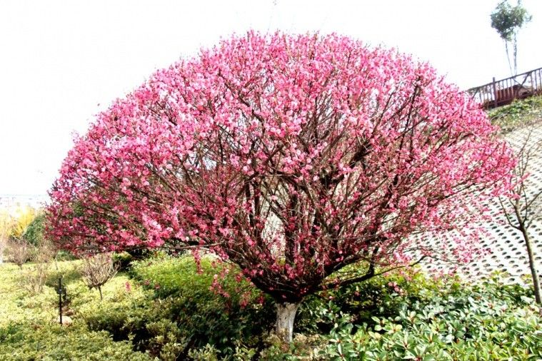 梅花已经香遍小城啦!收好这份孝昌赏梅地图!错过还要再等一年!