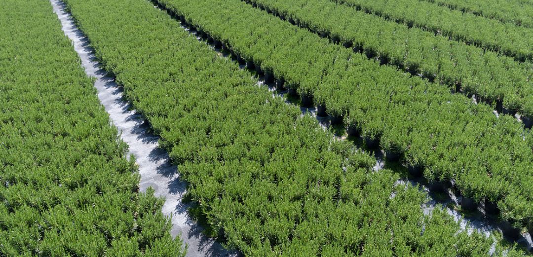 小河镇国庆村迷迭香飘配出村民致富大餐