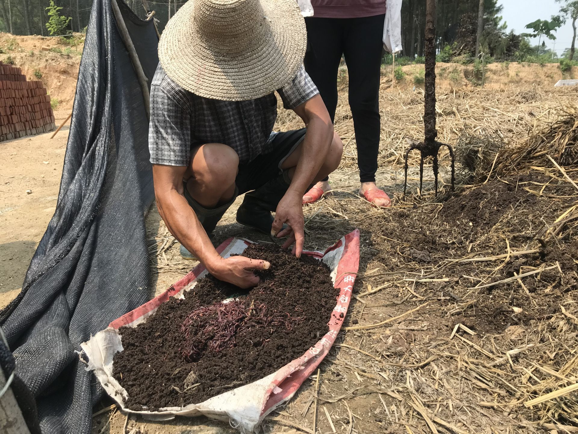 牛粪养蚯蚓走上脱贫路