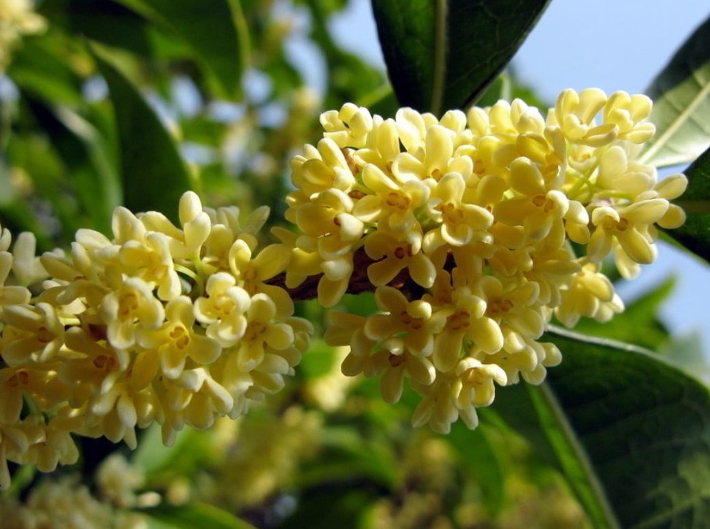 秋天的孝昌尽是桂花香你闻到了吗