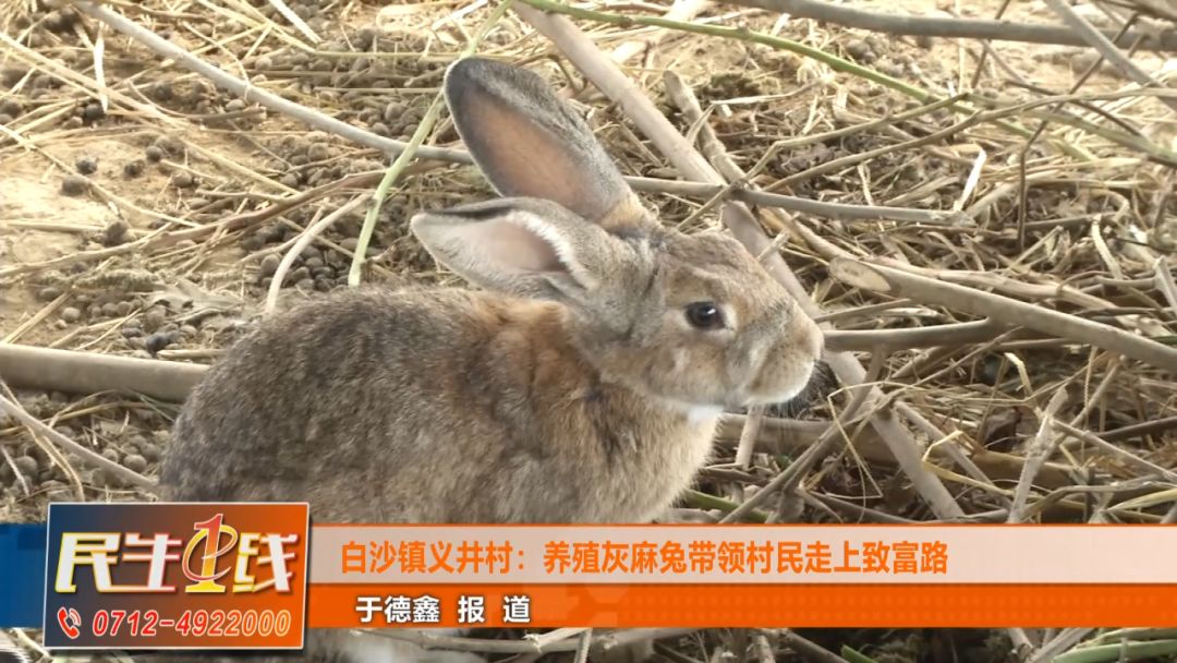 孝昌夫妻俩携手回乡创业养殖灰麻兔踏上致富路