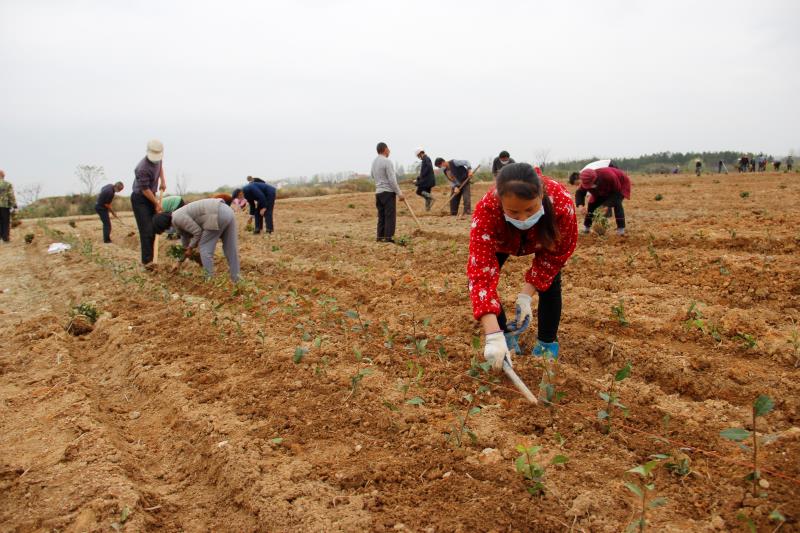 孝昌花西鄉茶樹基地忙復工促脫貧